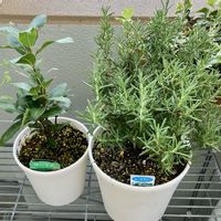 ローリエ,ローズマリー マリンブルー,成長記録,ベランダの画像