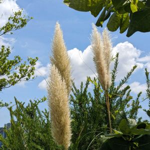 ツユクサ,パンパスグラス,ロシアンセージ,シダ,シダ類の画像