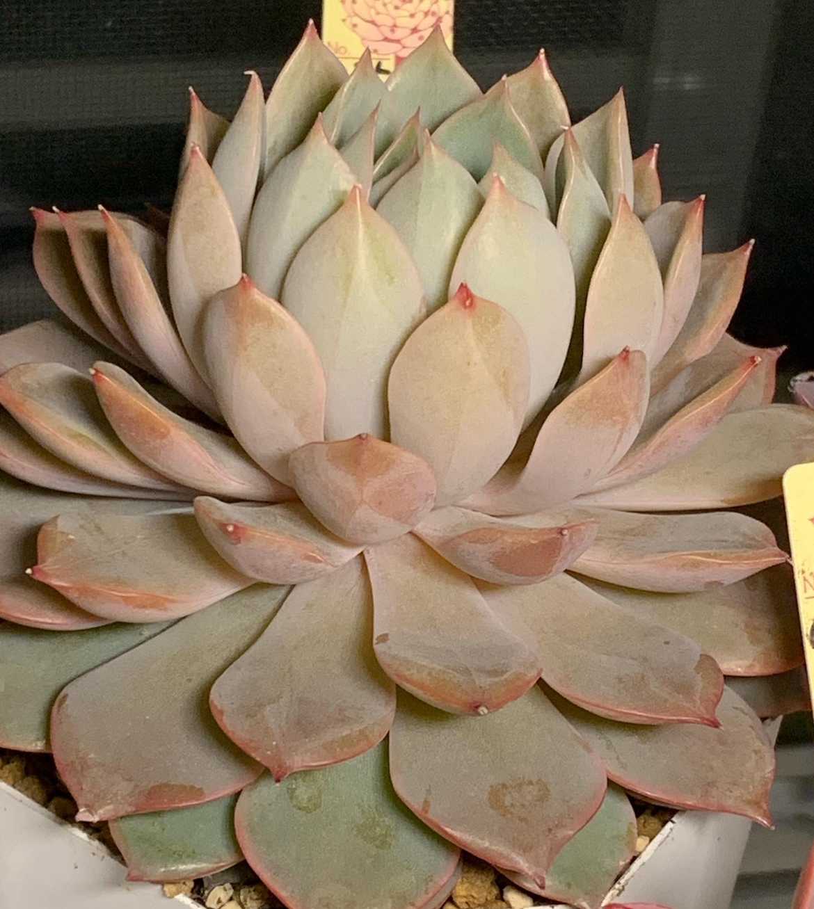 ミックスベリア プリンセスティアラの一覧｜🍀GreenSnap（グリーン