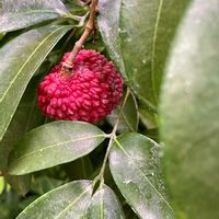 ライチ,レイシの画像