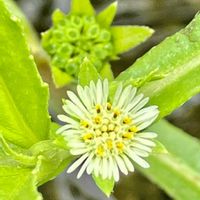 ペニーロイヤルミント,山野草,渓流沿い,メグサハッカ。,タカサブロウ。の画像