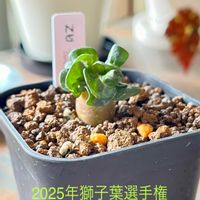 アデニウム,アデニウム 獅子葉,アデニウム 獅子葉,アデニウム ドーセット ホーン,多肉植物の画像