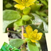 スベリヒユ,花壇,山野草,スベリヒユ科,一日花の画像