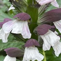 アカンサス,白い花,キツネノマゴ科,今日のお花,犬の散歩の画像