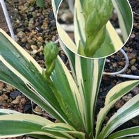 アオキ,シュウメイギク,シュウメイギク,オオタニワタリ,オオタニワタリの画像