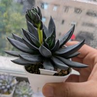 アフィニス,ユリアナ リオピアストラ,葉挿し,エケベリア属,多肉初心者の画像