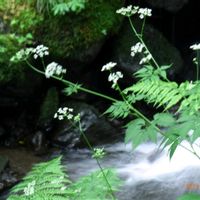 セリ,シダ,苔 こけ,もののけの森,世界平和の画像