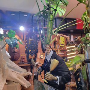 フィロデンドロン・セローム,セローム,インテリアグリーン,大型観葉植物,ステンレスの画像