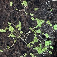 ペパーミント,室内の画像