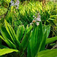 エビネ,エビネ(夏咲き),裏庭,山野草,常緑多年草の画像