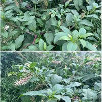 ヨウシュヤマゴボウ,ヨウシュヤマゴボウ,くるみ,海ぶどう,スダチの画像