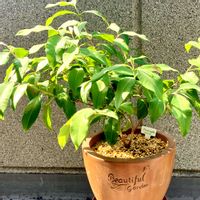 レモンマートル,レモンマートルの木の画像