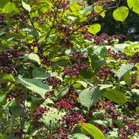 ヤブデマリ,たじま高原植物園,木曜は木の画像