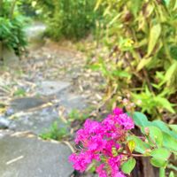 サルスベリ,アベリア,白い花,小道,花のある暮らしの画像