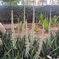 サンセベリア・キリンドリカの画像