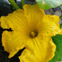 カレープラント,カボチャ,いぐさ,小さな幸せ❤,小さなお庭♡の画像