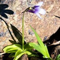 ムシトリスミレ,高山植物,食虫植物,山野草,多年草の画像