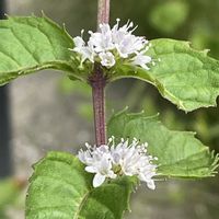 ニホンハッカ,ハーブ,花壇,ガーデニング,山野草の画像