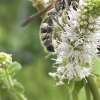 アップルミント,ハーブ,花壇,ガーデニング,山野草の画像
