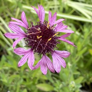 ガイラルディア,ガイラルディア,ニチニチソウ,ニチニチソウ,ニチニチソウの画像