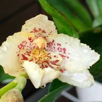 オドントグロッサム,オドントグロッサム,洋ラン,ベランダー,熱帯植物の画像