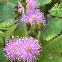 オジギソウ,オジギソウ,おじぎ草,ずっと見てられる♡,いつも一緒の画像