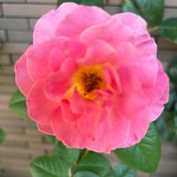 アセロラ,いね,稲穂,薔薇♪,花のある暮らしの画像