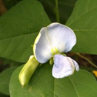 四角豆,うりずん豆（四角豆）,種から,無農薬栽培,面白い野菜の画像