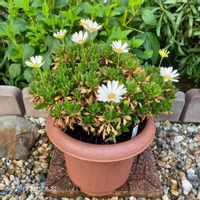 オステオスペルマム,キララ,キララホワイト,オステオスペルマムキララホワイト,オステオスペルマムキララホワイトの画像