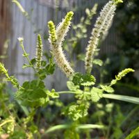 スペアミントの画像