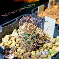 サボテン,ツルビニカルプス グラミニスピナス,グラミニスピナス,多肉植物,観葉植物の画像
