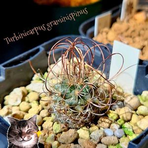 サボテン,ツルビニカルプス グラミニスピナス,グラミニスピナス,多肉植物,観葉植物の画像