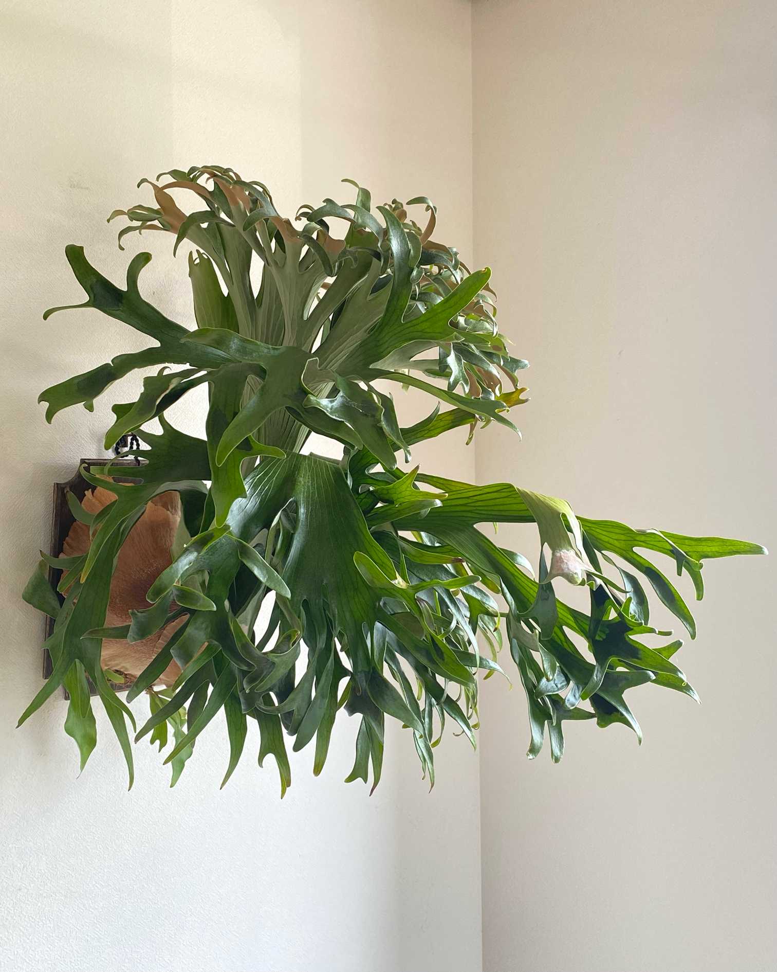 P. Patra Garden #1 成長記録｜🍀GreenSnap（グリーンスナップ）