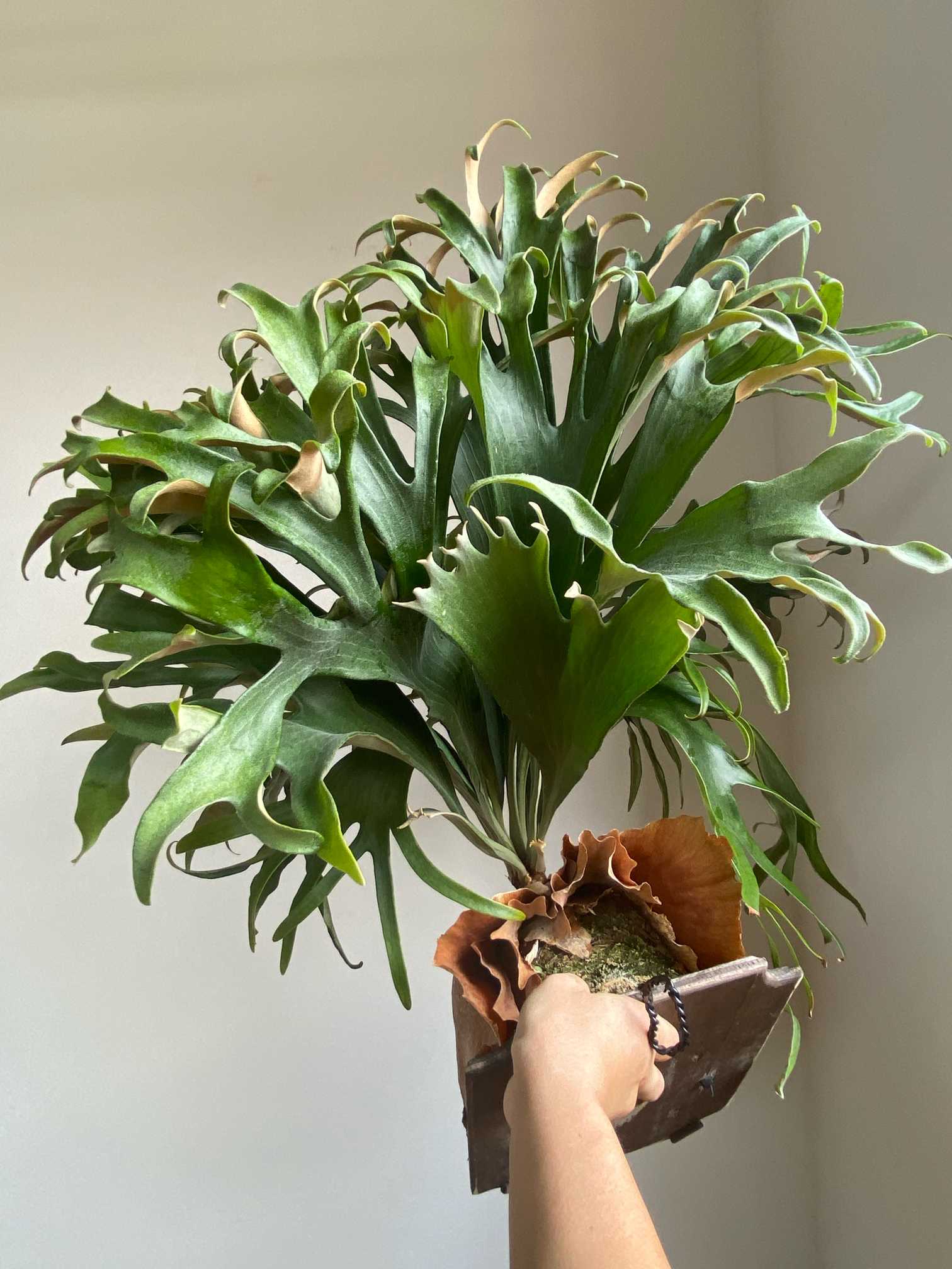 P. Nicky 成長記録 2025.8.22｜🍀GreenSnap（グリーンスナップ）