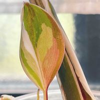 フィロデンドロン,観葉植物,生命力,葉っぱ,斑入り葉っぱの画像