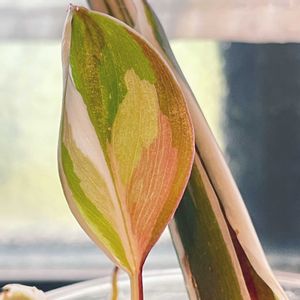 フィロデンドロン,観葉植物,生命力,葉っぱ,斑入り葉っぱの画像