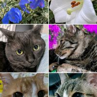 ミソハギ,ナツズイセン,デルフィニウム,高砂百合,ホウズキの画像