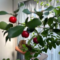 アセロラ,花のある暮らし,にゃんにゃん祭りの画像