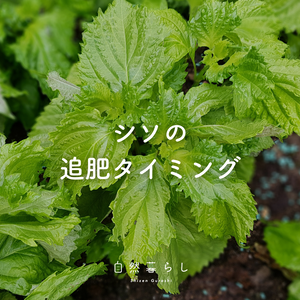 植物のある暮らし,肥料,プランター栽培,ベランダ菜園,自然のある暮らしの画像