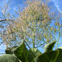 ガウラ,ガウラ,スモークツリー,スモークツリー,スモークツリーの画像