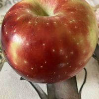 プルーン,実家にて,頑張れ自分,元気に育ててますよの画像