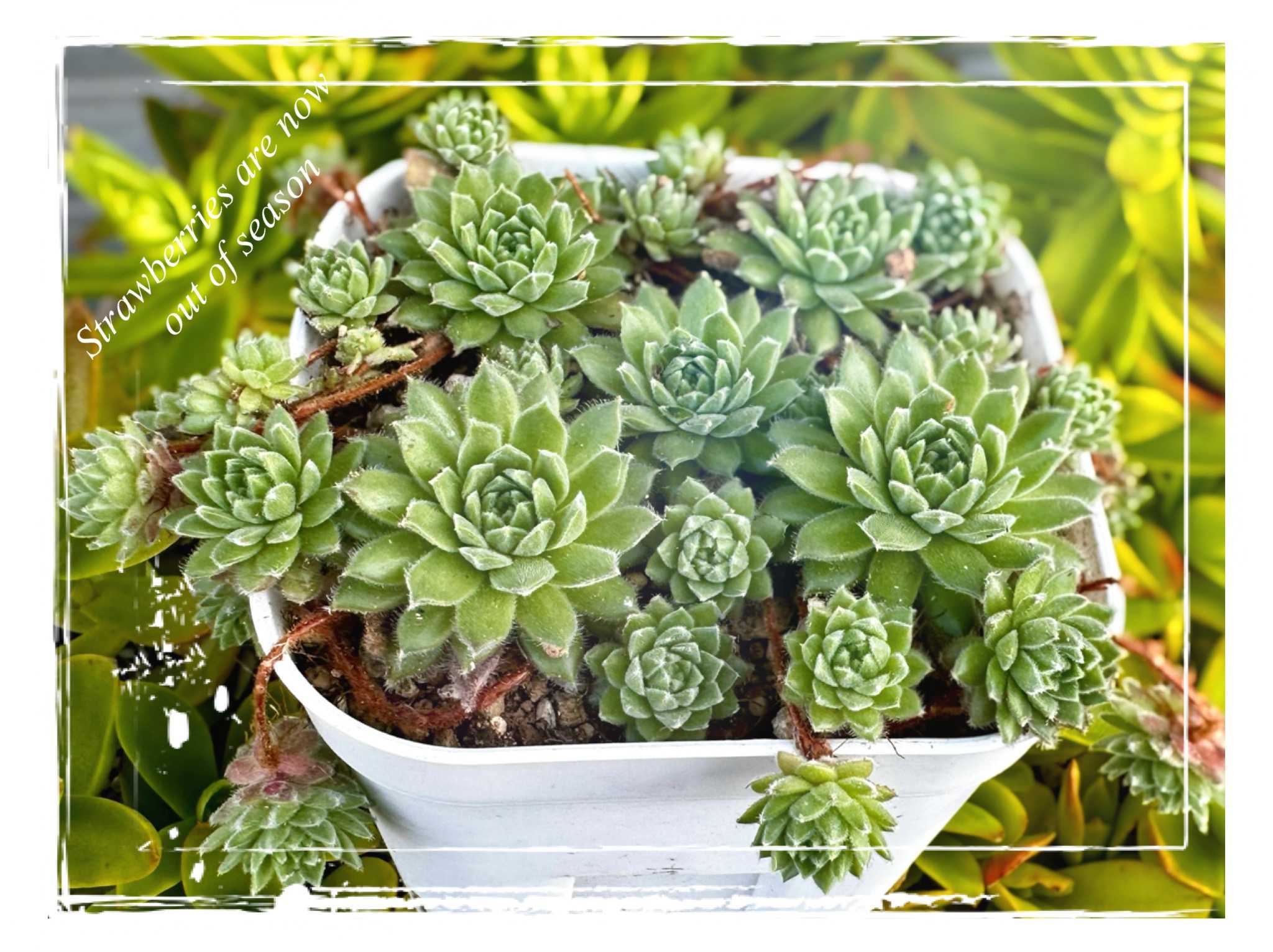 センペルビウム　ストロベリーベルベット センペルビウム ストロベリーベルベット 楽天市場】ストロベリー