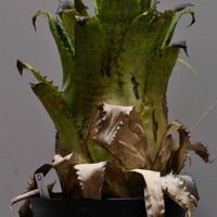 サボテン,パイナップル,塊根植物,実生,アナナスの画像