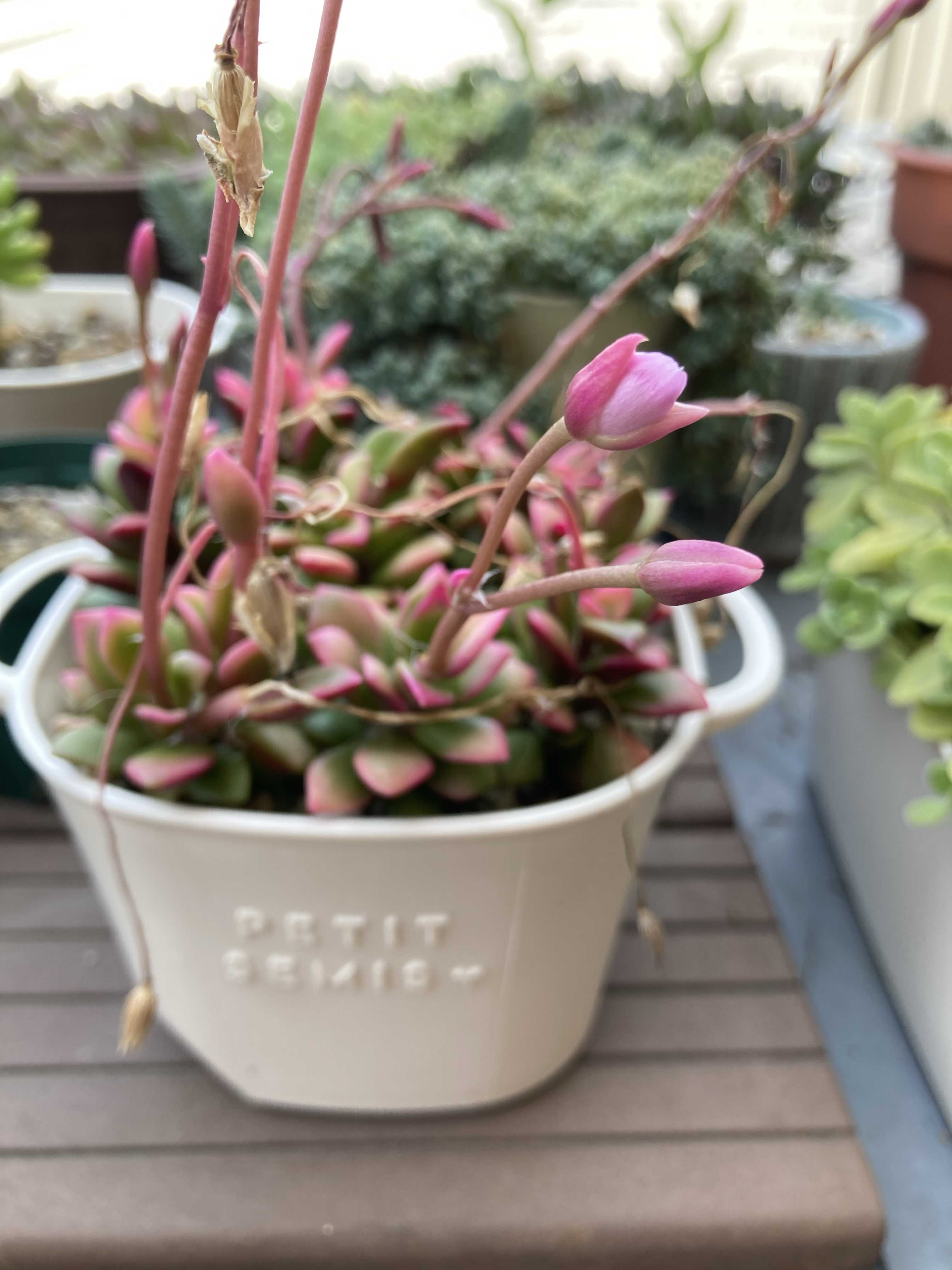 ６月いっぱい♡赤葉日高ミセバヤ カット苗 多肉植物 多肉植物 ６月いっぱい♡赤葉日高ミセバヤ カット苗