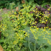 アピオス,オクラ,ミニトマト,ディル,ししとうの画像