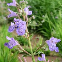 キャットミント,キャットミント,薄紫色の花,チーム・ブルー,チーム・ブルーNo.169の画像