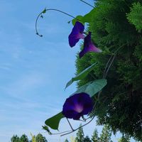 アサガオ,ミント,ナツズイセン,夕日,GSのみなさんに感謝♡の画像