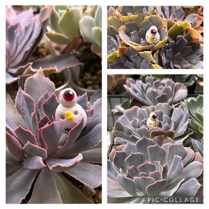 癒される,no green no life,多肉植物のある暮らし,タニク初心者,鳥取県の画像