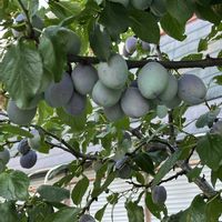 フウセンカズラ,プルーン,✨実✨,今日のお花の代わり✨,鈴なりのプルーンの画像