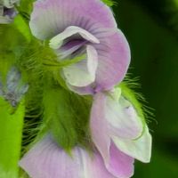 大豆,黒大豆,ダイズ,丹波黒豆の花,黒豆畑の画像